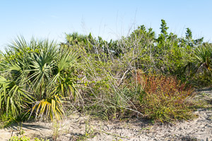 New Smyrna Beach, Florida 2023